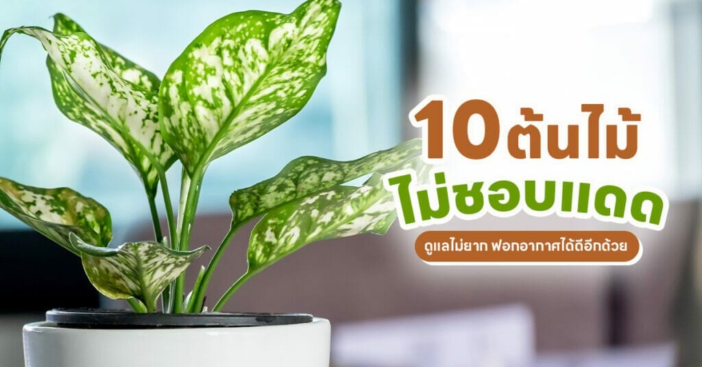 ต้นไม้ไม่ชอบแดด