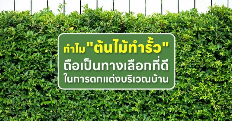 ต้นไม้ทำรั้ว