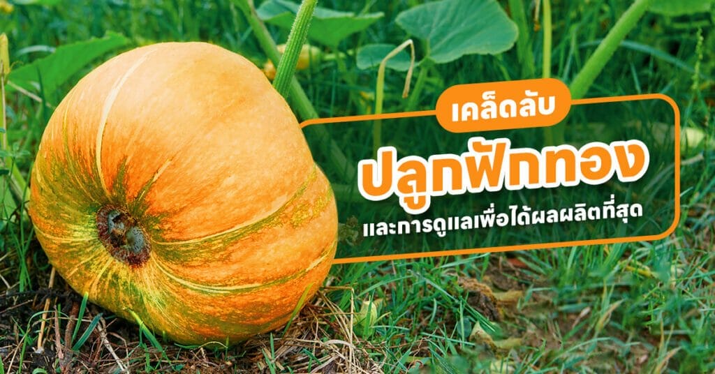 ปลูกฟักทอง