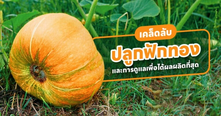 ปลูกฟักทอง