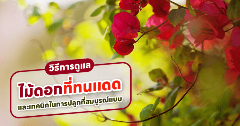 ไม้ดอกที่ทนแดด