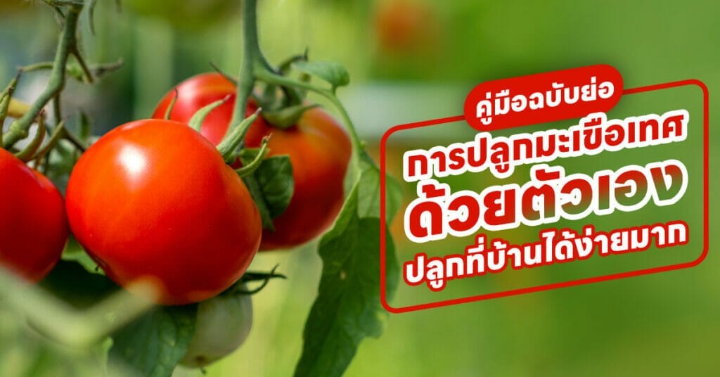 การปลูกมะเขือเทศ