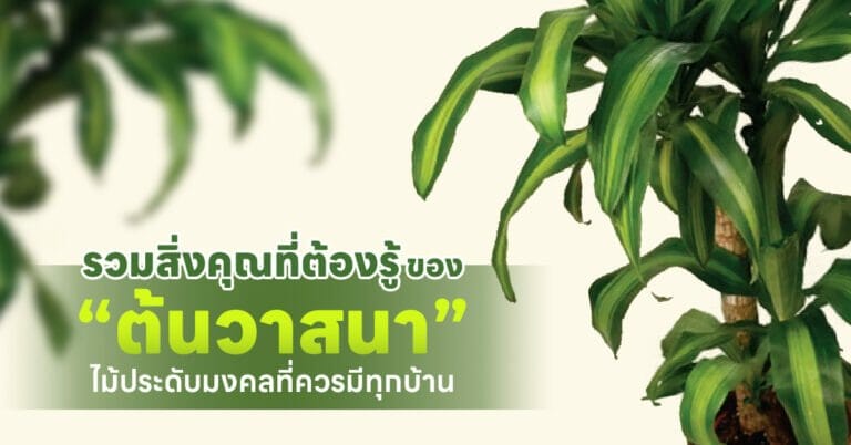 ต้นวาสนา