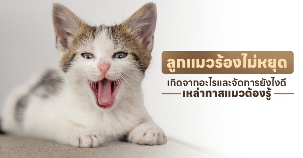 ลูกแมวร้องไม่หยุด