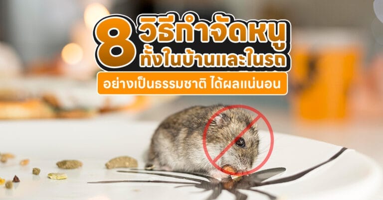 วิธีกำจัดหนู