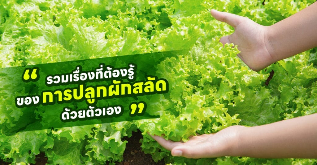 การปลูกผักสลัด