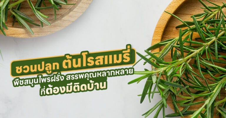 ต้นโรสแมรี่