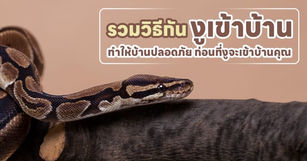 วิธีกันงูเข้าบ้าน