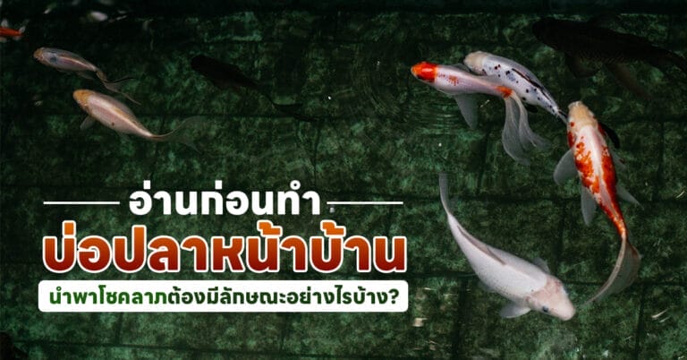 บ่อปลาหน้าบ้าน