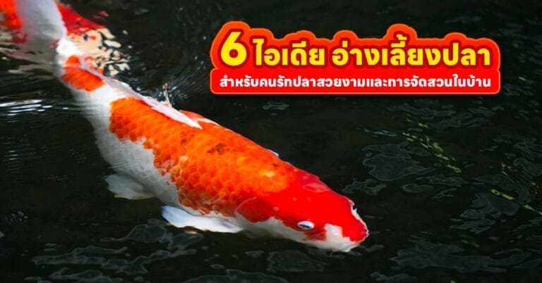 อ่างเลี้ยงปลา