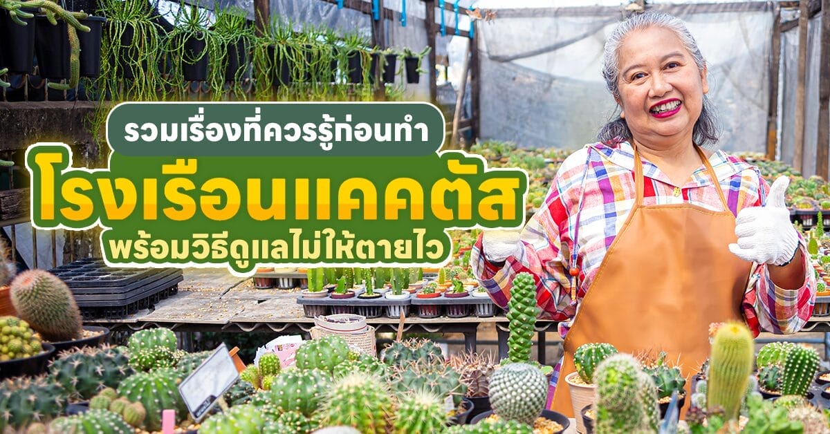 โรงเรือนแคคตัส