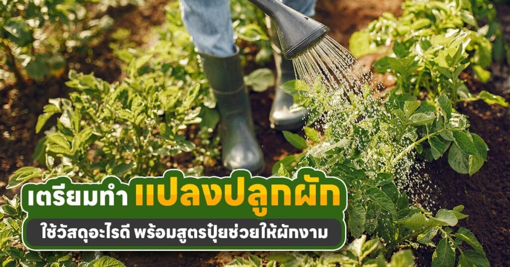 แปลงปลูกผัก